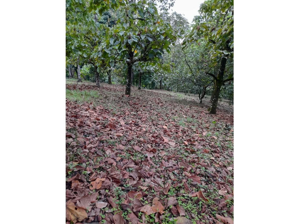 Vendo Lote en Sopetrán 3.800 m2 — foto 2