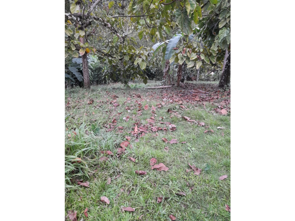 Vendo Lote en Sopetrán 3.800 m2 — foto 3