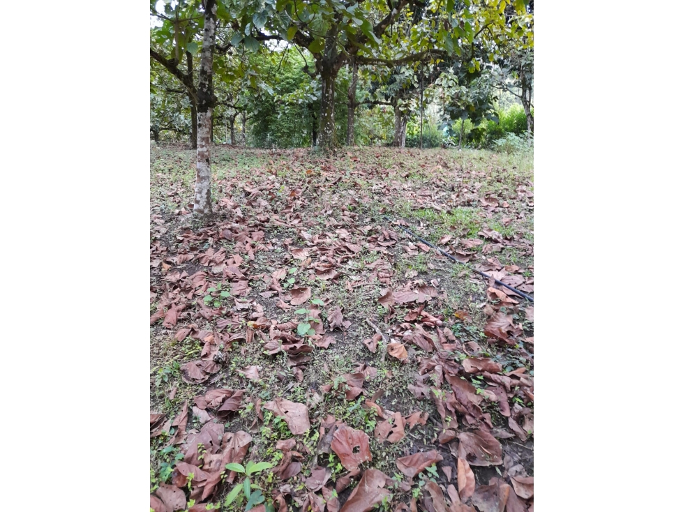 Vendo Lote en Sopetrán 3.800 m2 — foto 4