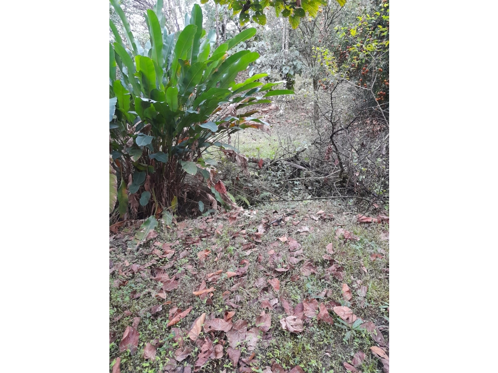 Vendo Lote en Sopetrán 3.800 m2 — foto 5