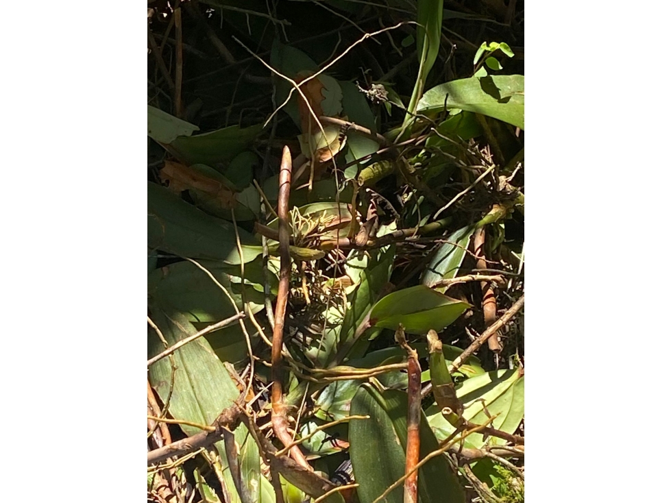 VENDO LOTE VEREDA PIEDRAS BLANCAS, SECTOR OCHUVAL GUARNE — foto 3