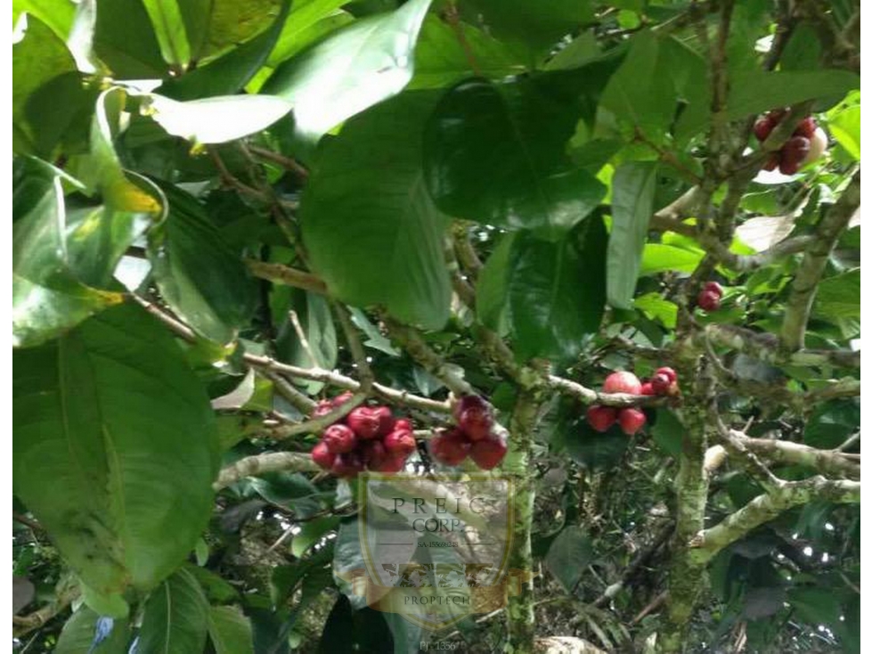 Vendo finca en Bocas del Toro Isla Bastimento L.T - 6