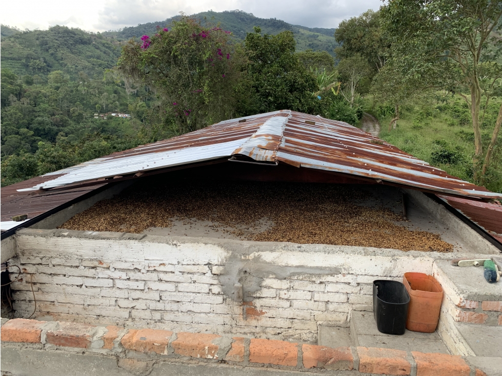 VENTA DE FINCA CAFETERA VEREDA CHAGUALÁ EN CALARCA - 3