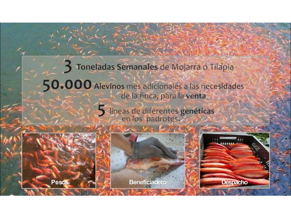 VENTA FINCA 263 HECT. EN VILLA NUEVA CASANARE - 5