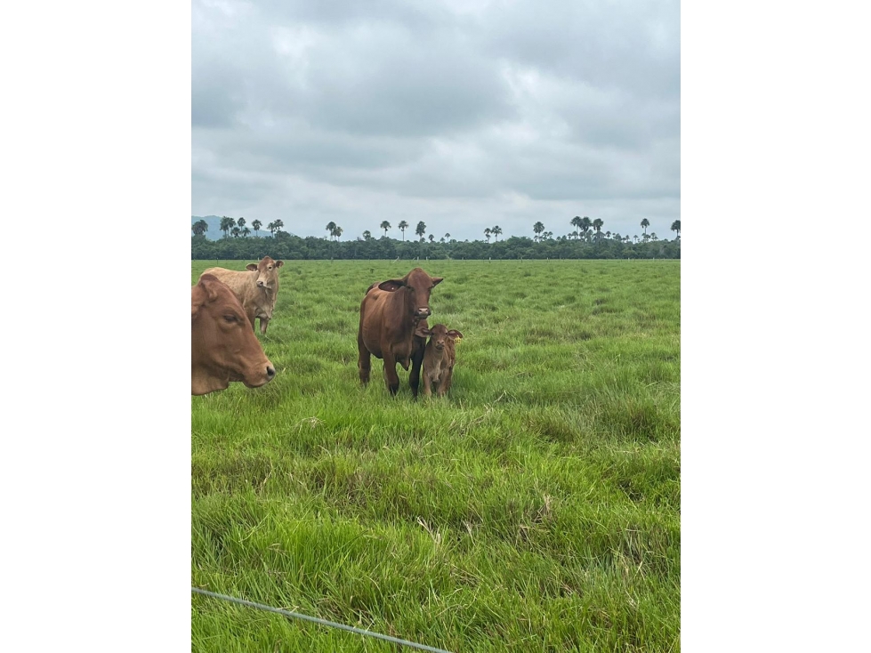 FINCA AGRO-GANADERA OPORTUNIDAD ÚNICA EN VILLANUEVA, CASANARE - 3