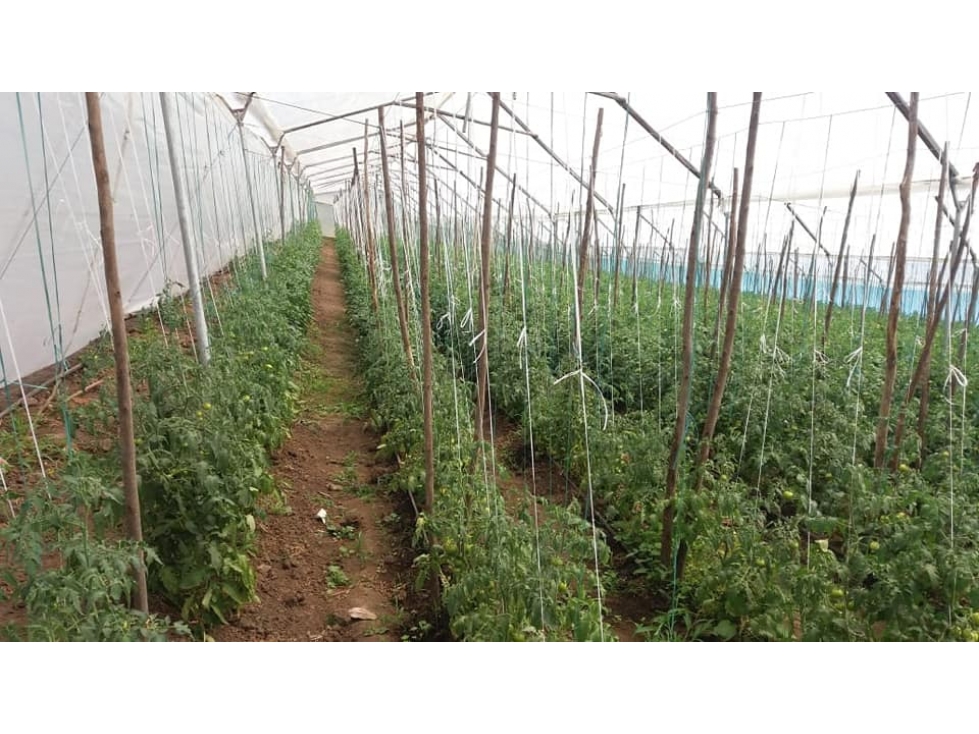 VENDO QUINTA DE 5 HECTAREAS EN ATUNTAQUI - 2