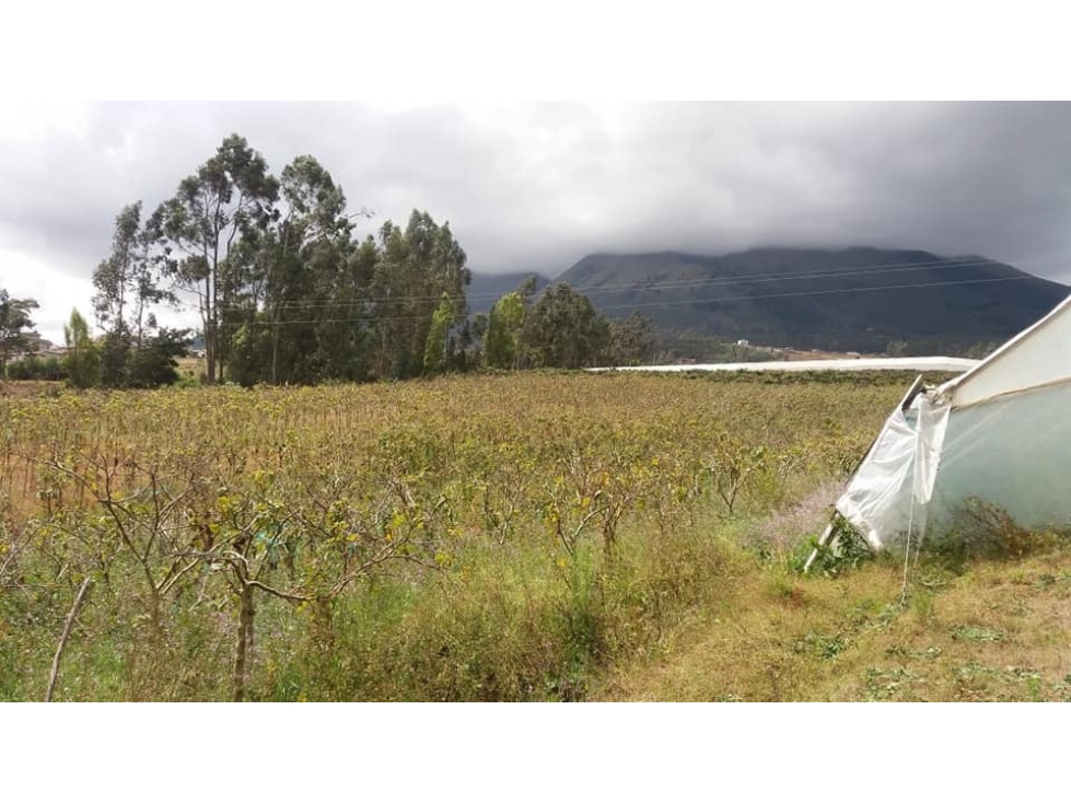 VENDO QUINTA DE 5 HECTAREAS EN ATUNTAQUI - 3