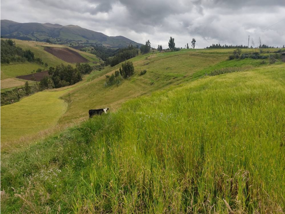 DE VENTA 5 HECTÁREAS EN CHAUPI CAYAMBE - 2