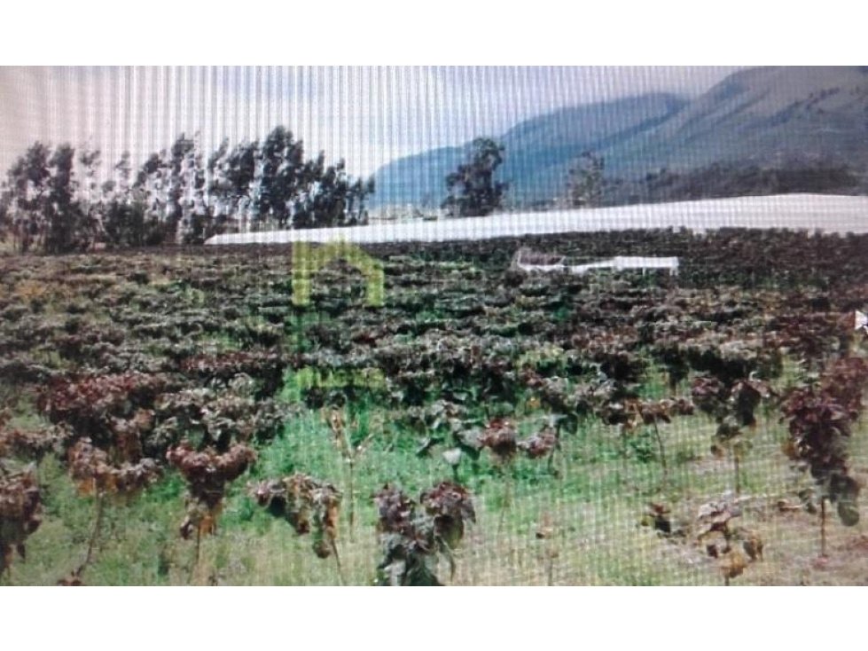 5 HECTÁREAS EN VENTA ATUNTAQUI - 3
