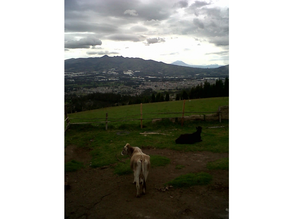 FINCA DE 40 HAS PARA GANADERÍA O AGRICULTURA DE ROSAS EN CAYAMBE - 3