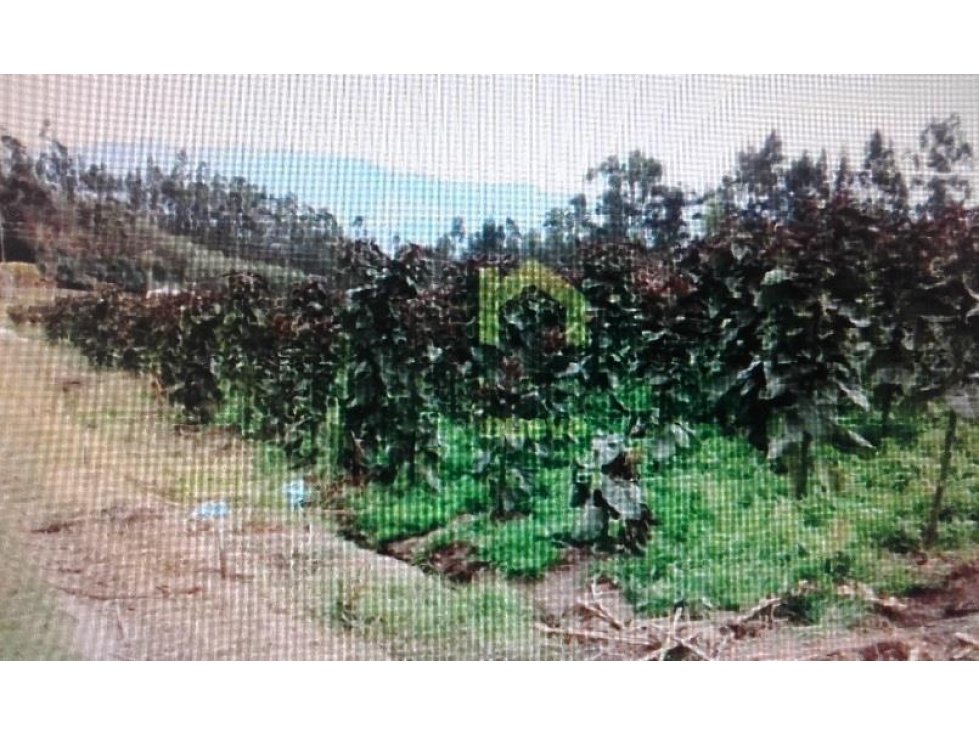 5 HECTÁREAS EN VENTA ATUNTAQUI - 4