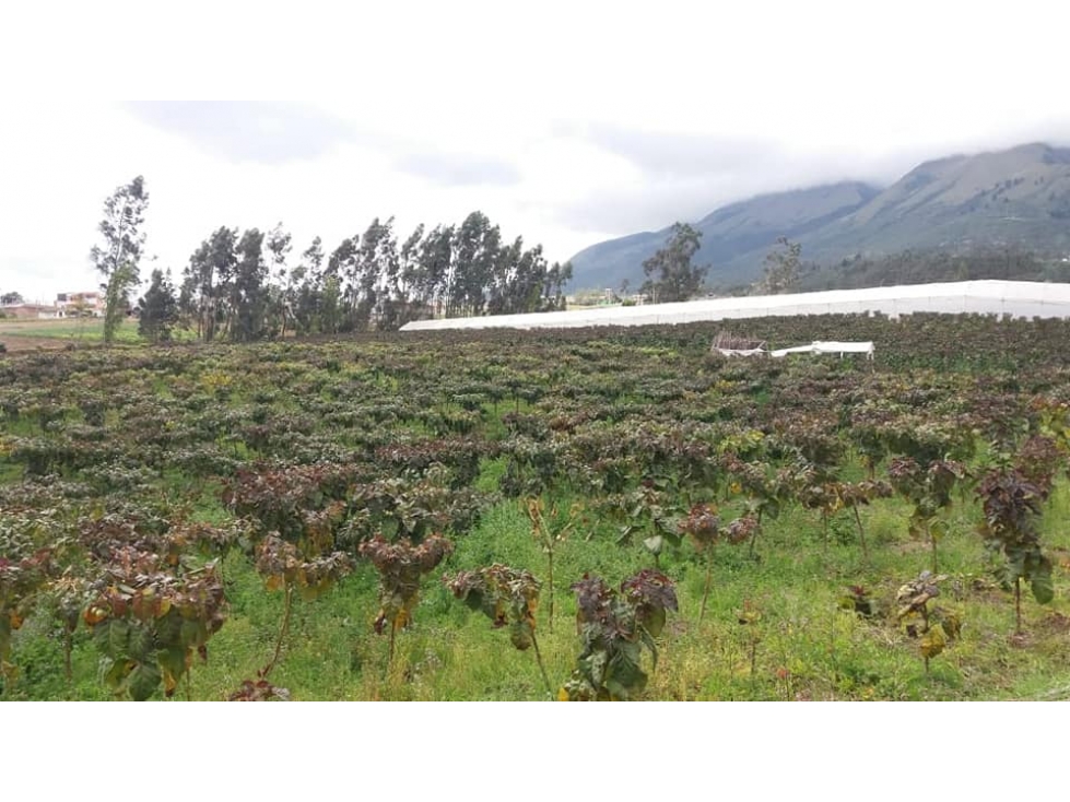 VENDO QUINTA DE 5 HECTAREAS EN ATUNTAQUI - 4