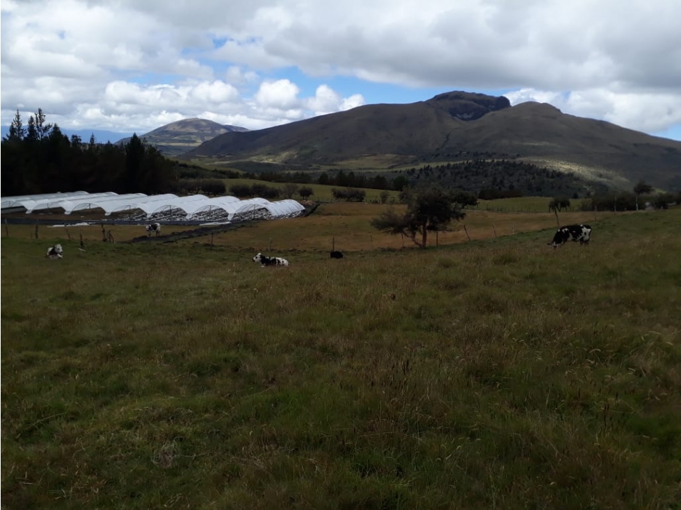 EN VENTA HACIENDAS 1.000 HECTAREAS EN LA PROVINCIA DEL CARCHI - 6