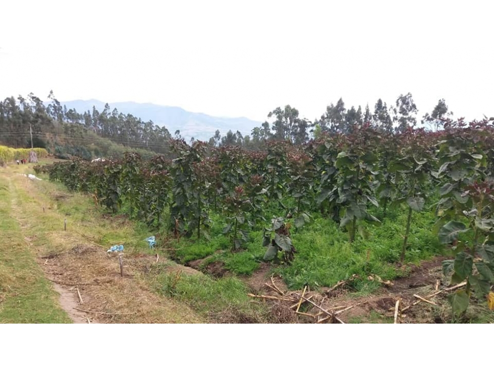 VENDO QUINTA DE 5 HECTAREAS EN ATUNTAQUI - 5