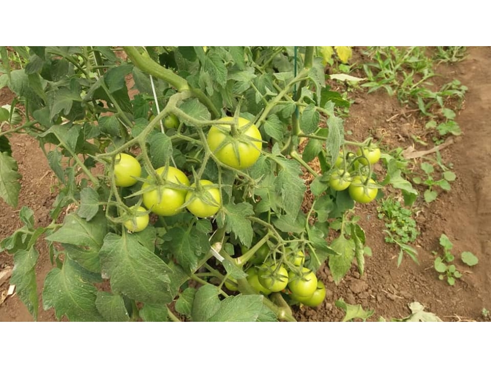 VENDO QUINTA DE 5 HECTAREAS EN ATUNTAQUI - 6