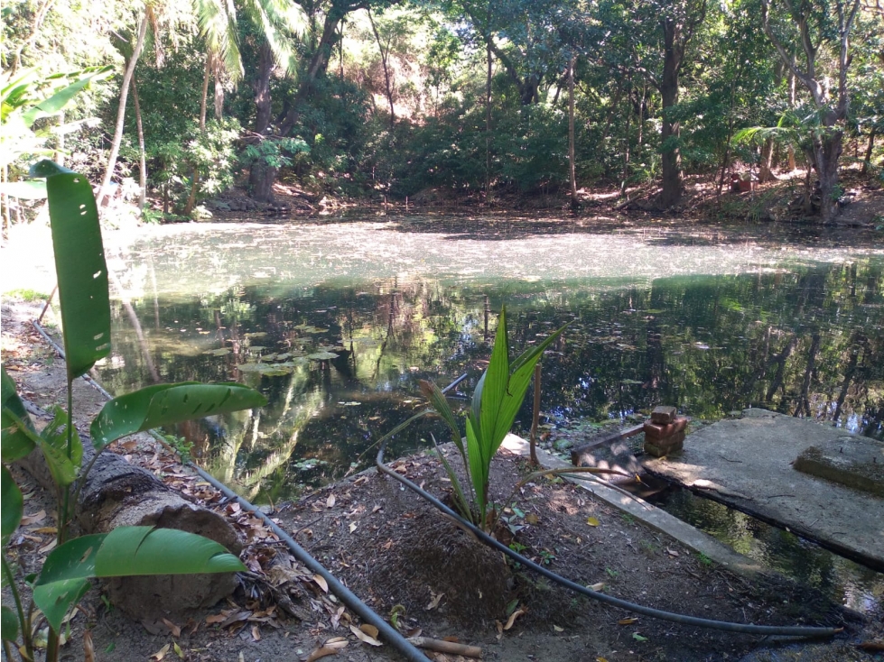 FINCA BONDA ABUNDANTES AGUAS Y FRUTALES