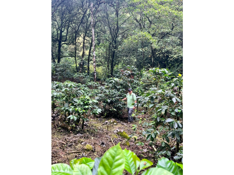 VENTA FINCA ALTO BOQUETE - 2