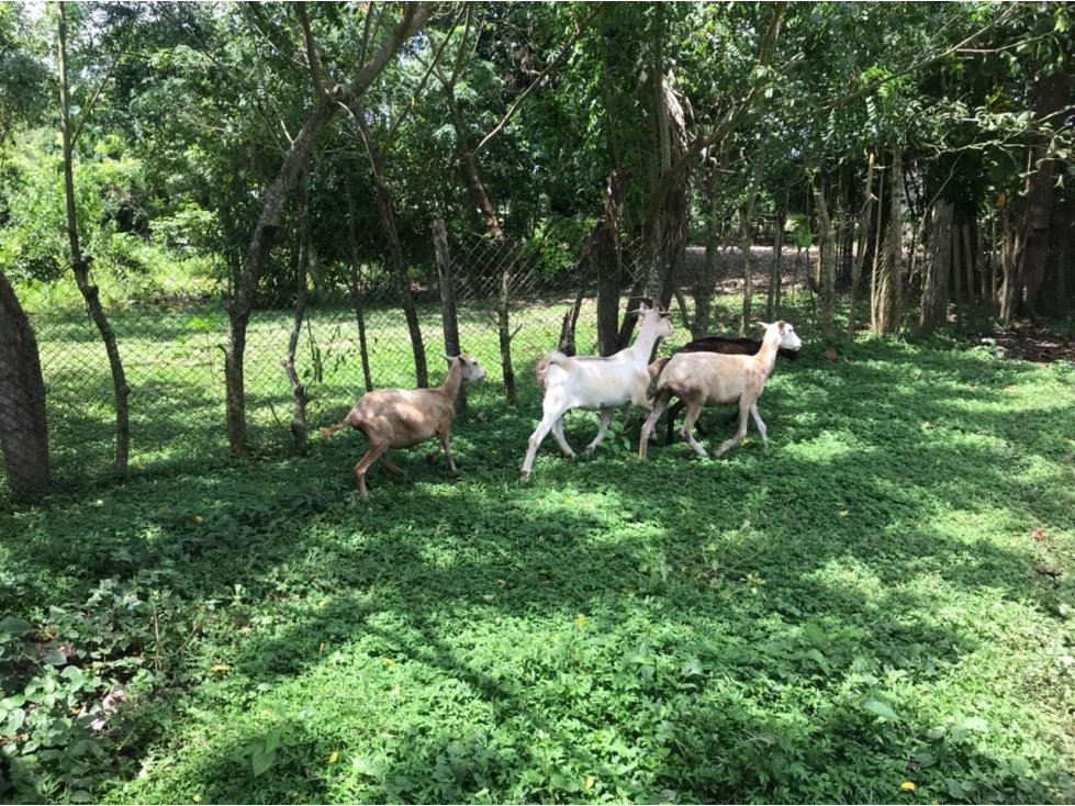 VENTA FINCA PACORA - 3