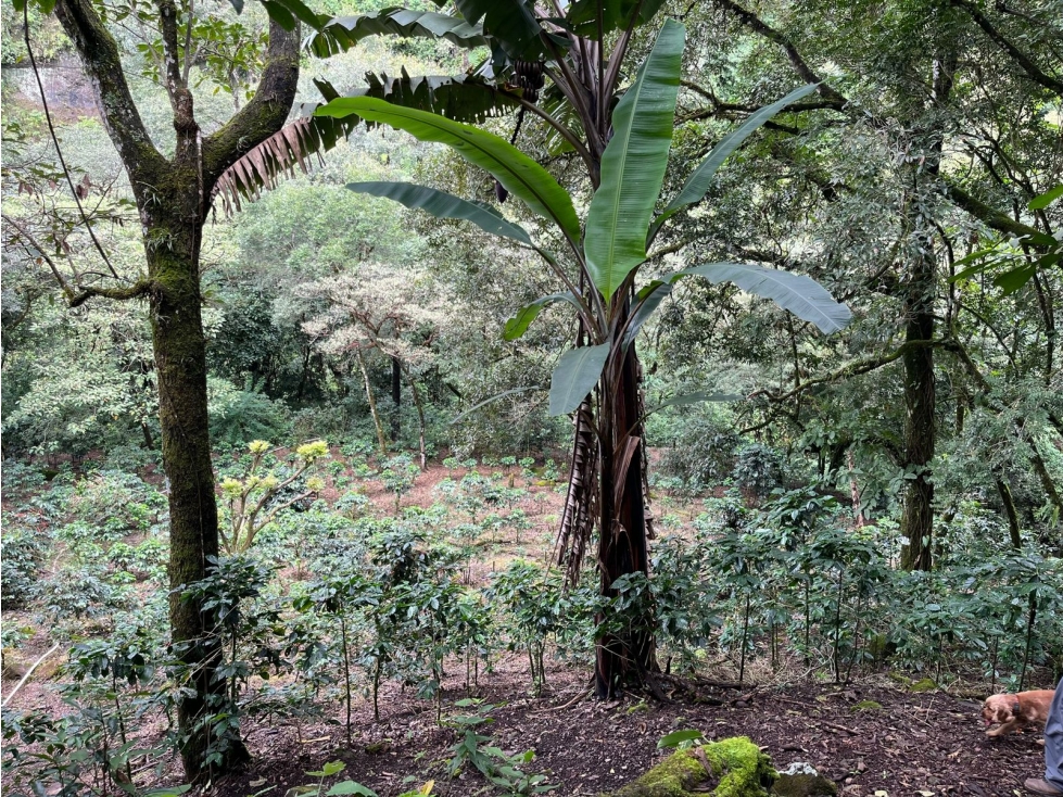 VENTA FINCA ALTO BOQUETE - 3