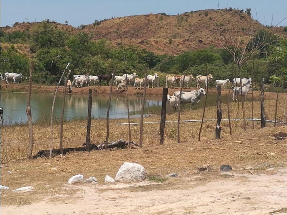 VENTA FINCA VERAGUAS - 2