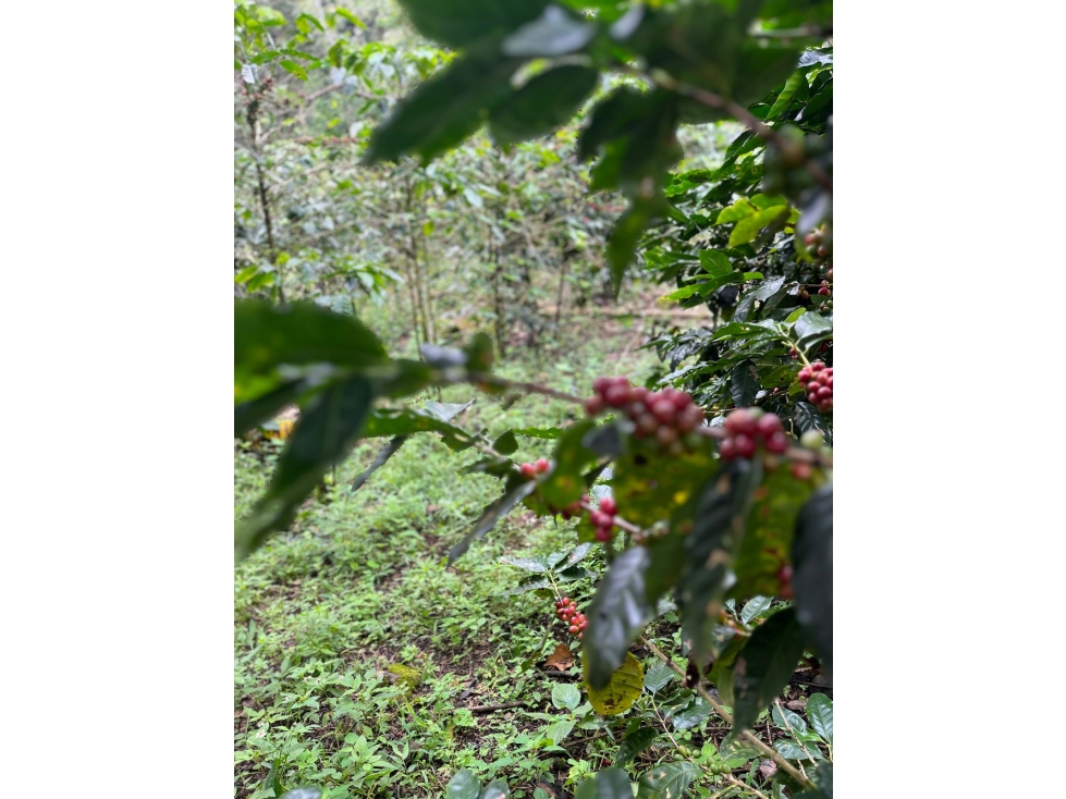 VENTA FINCA ALTO BOQUETE - 4