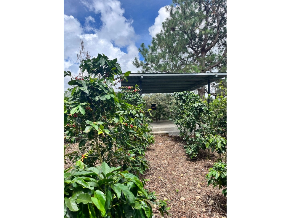 VENTA FINCA ALTO BOQUETE - 5