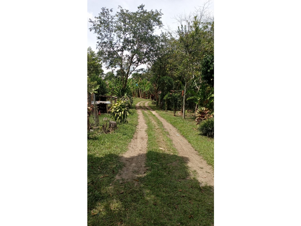 SE VENDE FINCA EN MONTENEGRO - 5