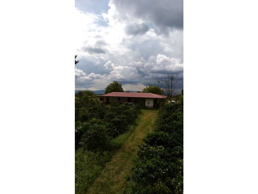 SE PERMUTA FINCA VIA CIRCASIA-MONTENEGRO