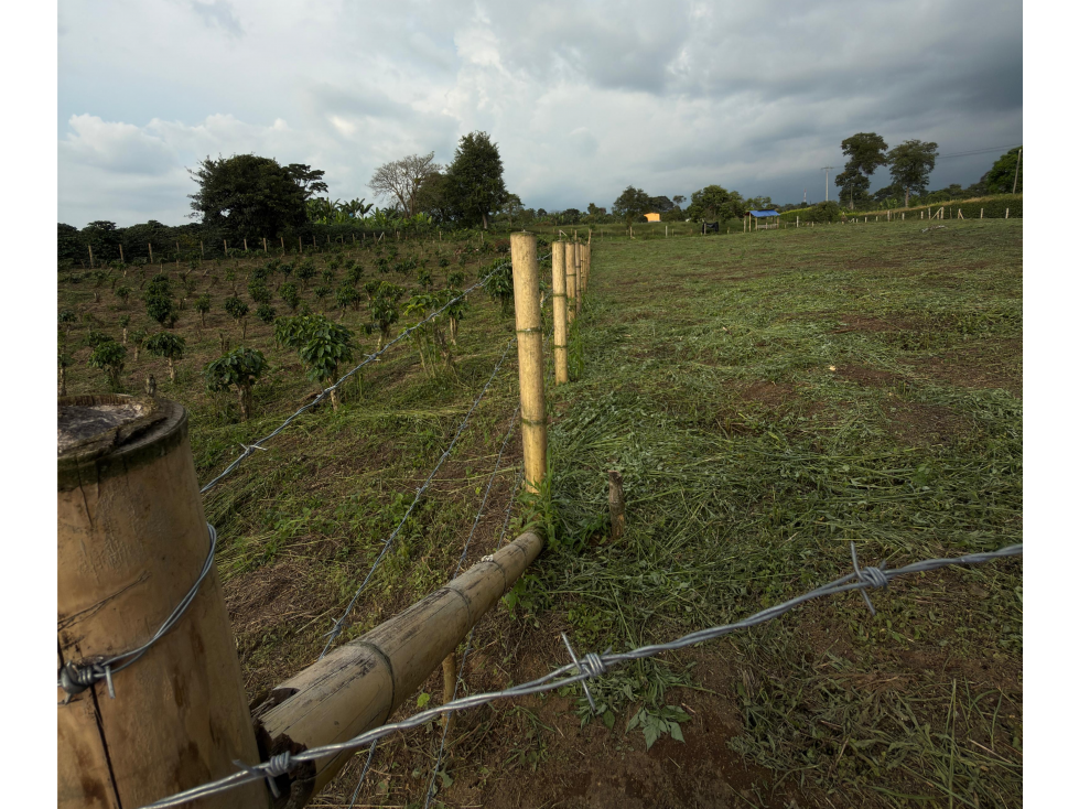 Se Vende Lote en Quimbaya por la Vereda Naranjal — foto 4