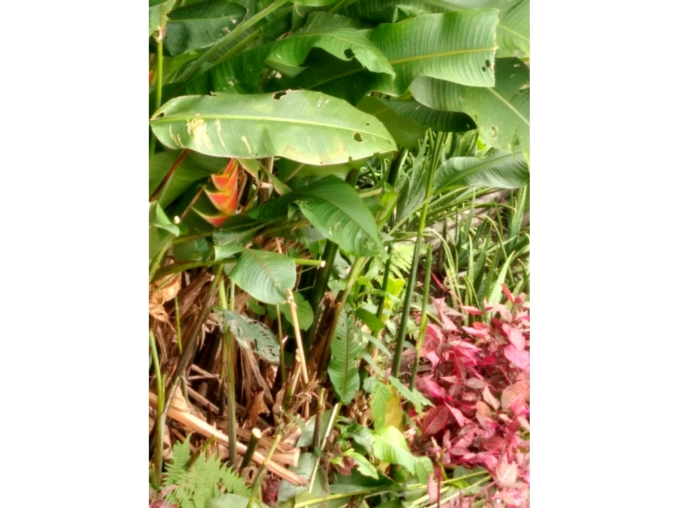 Se Vende Finca Vía Montenegro,Circasia — foto 4