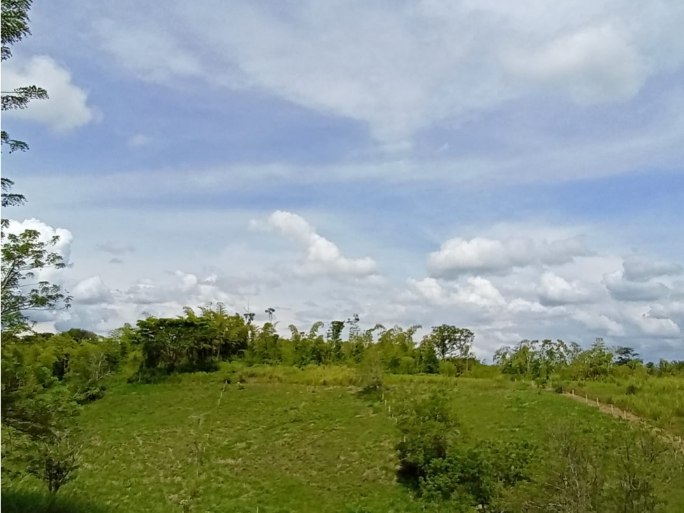 Se venden Lotes Campestres en Montengro — foto 6