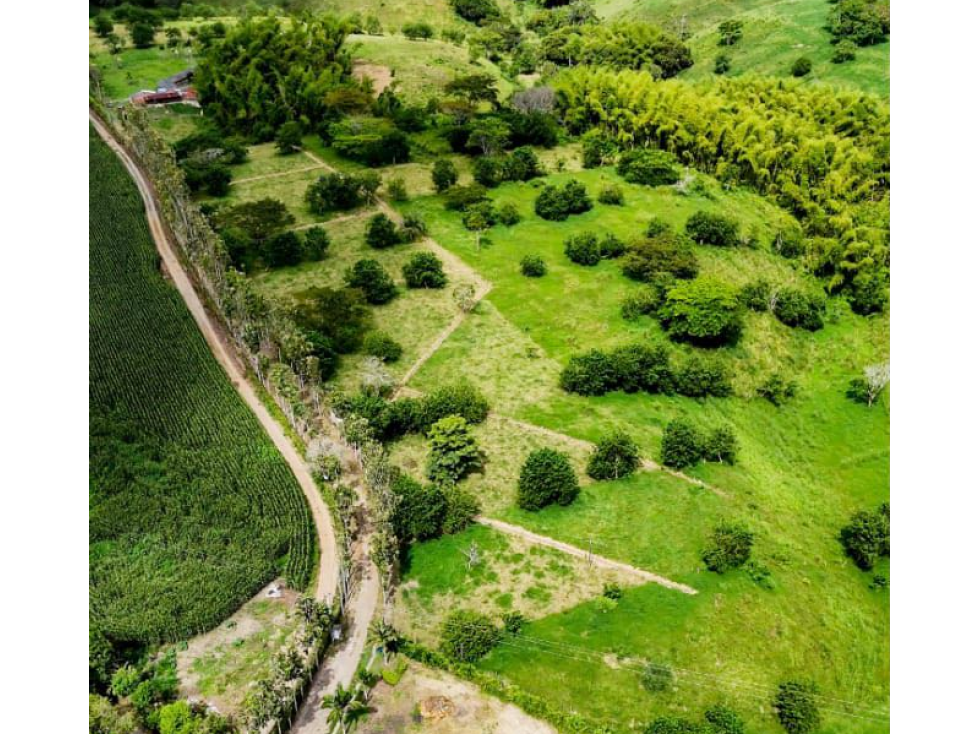 Se venden Lotes Campestres en Montengro — foto 4