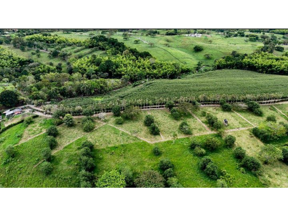 Se venden Lotes Campestres en Montengro