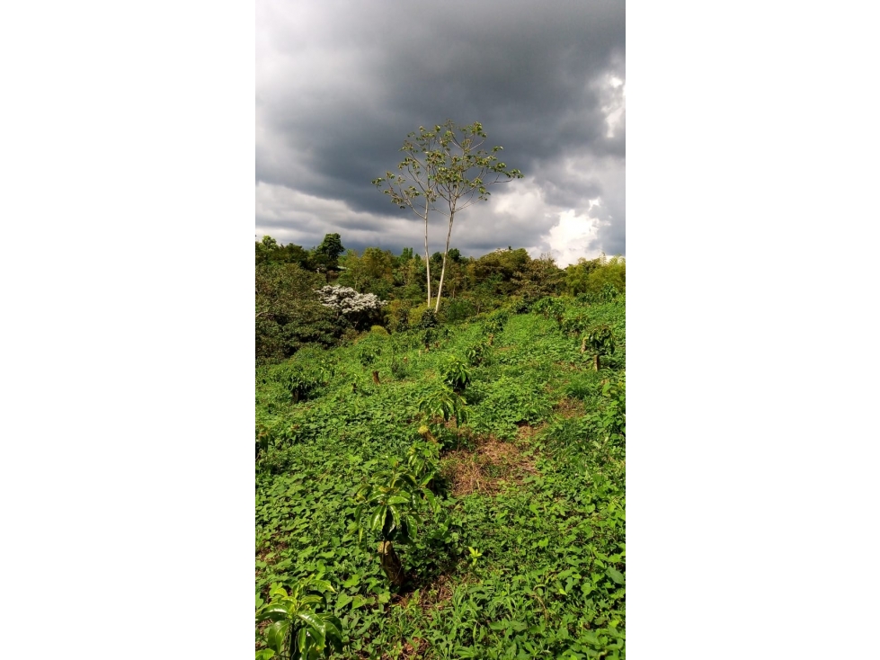 SE PERMUTA FINCA VIA CIRCASIA-MONTENEGRO — foto 6