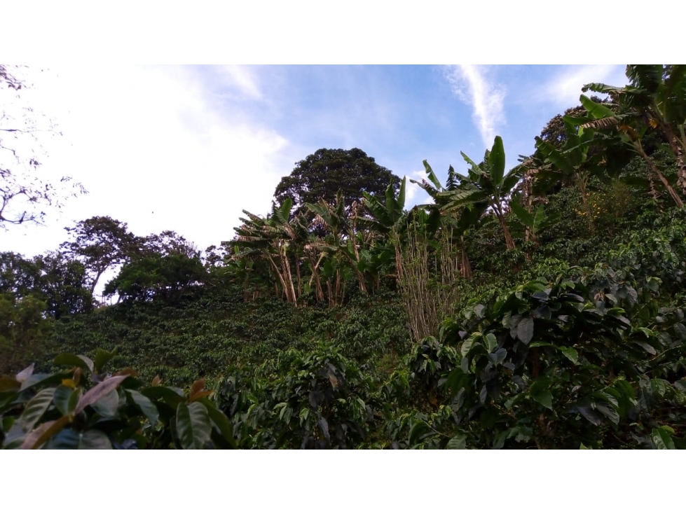 Se Vende Finca Sobre la Vereda Canaan - 5