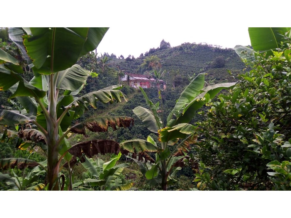 Se Vende Finca Sobre la Vereda Canaan - 6