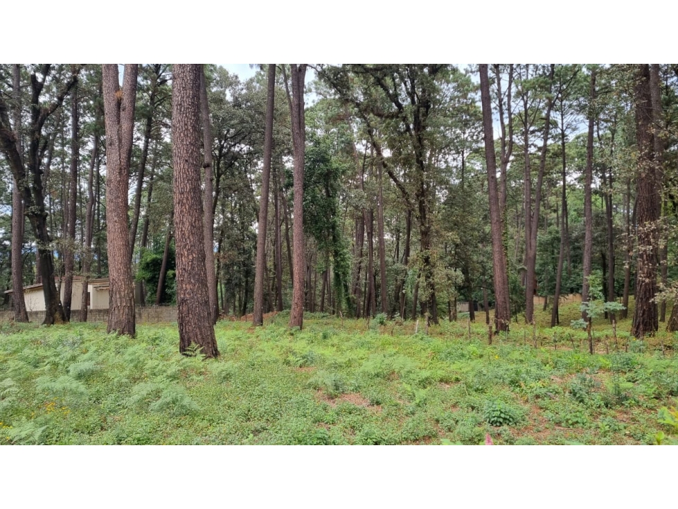 TERRENO CON ENTORNO DE BOSQUE, EN VENTA — foto 4