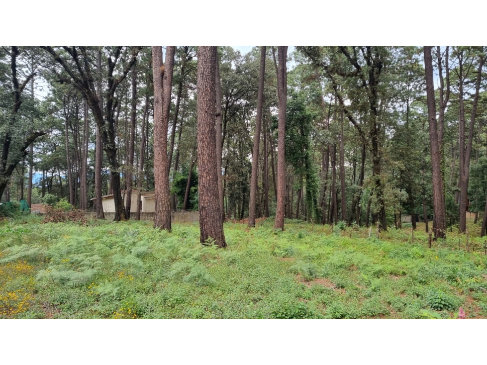 TERRENO CON ENTORNO DE BOSQUE, EN VENTA
