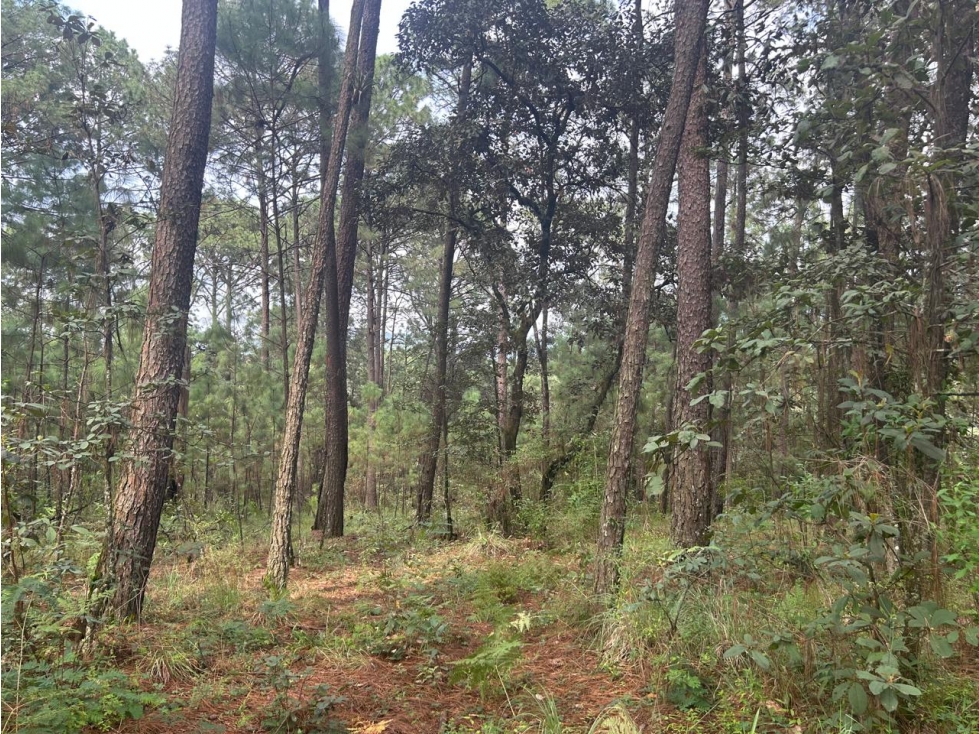 EXCELENTE TERRENO A DESARROLLAR — foto 3