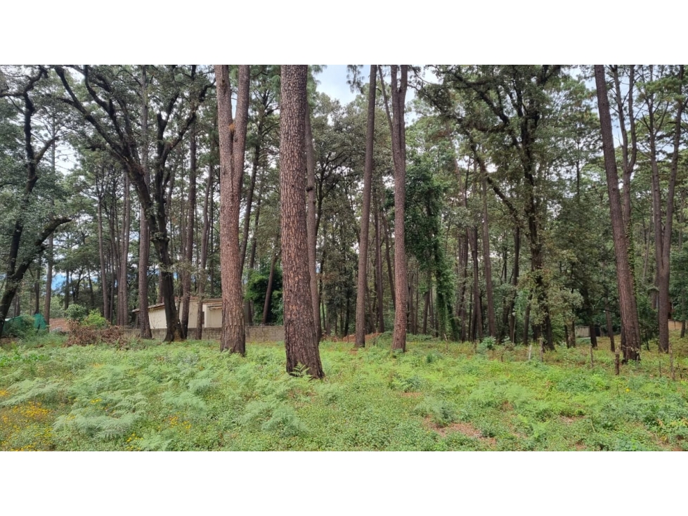 TERRENO CON ENTORNO DE BOSQUE, EN VENTA — foto 6