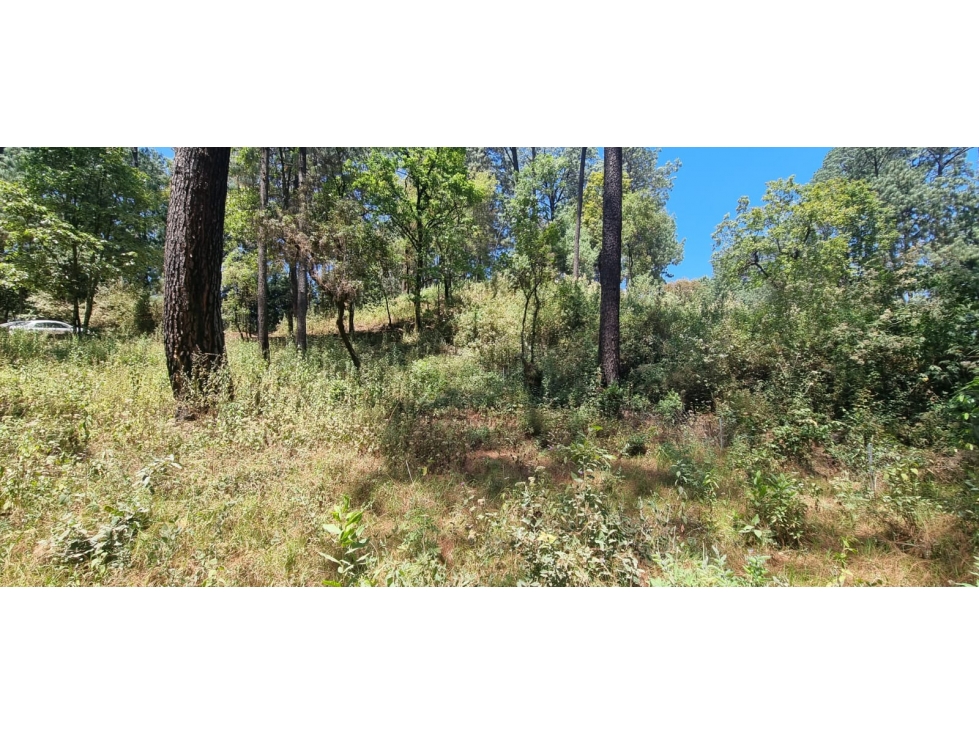 TERRENO CON ENTORNO DE BOSQUE EN VENTA.