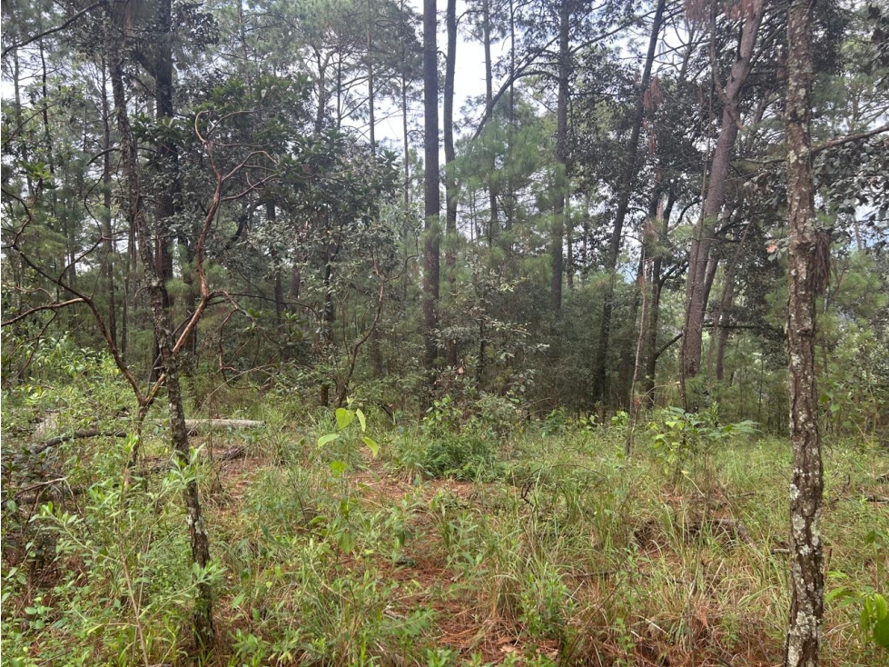 EXCELENTE TERRENO A DESARROLLAR — foto 4