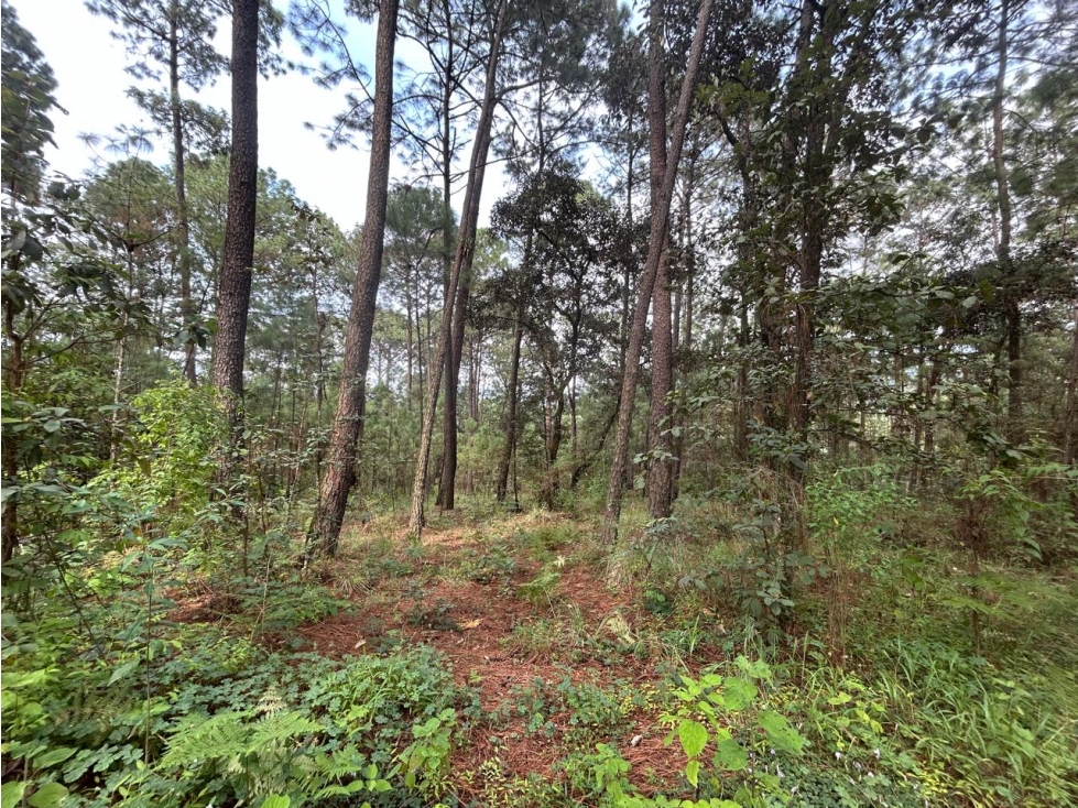 EXCELENTE TERRENO A DESARROLLAR — foto 5