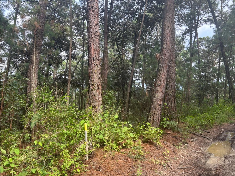 EXCELENTE TERRENO A DESARROLLAR — foto 6