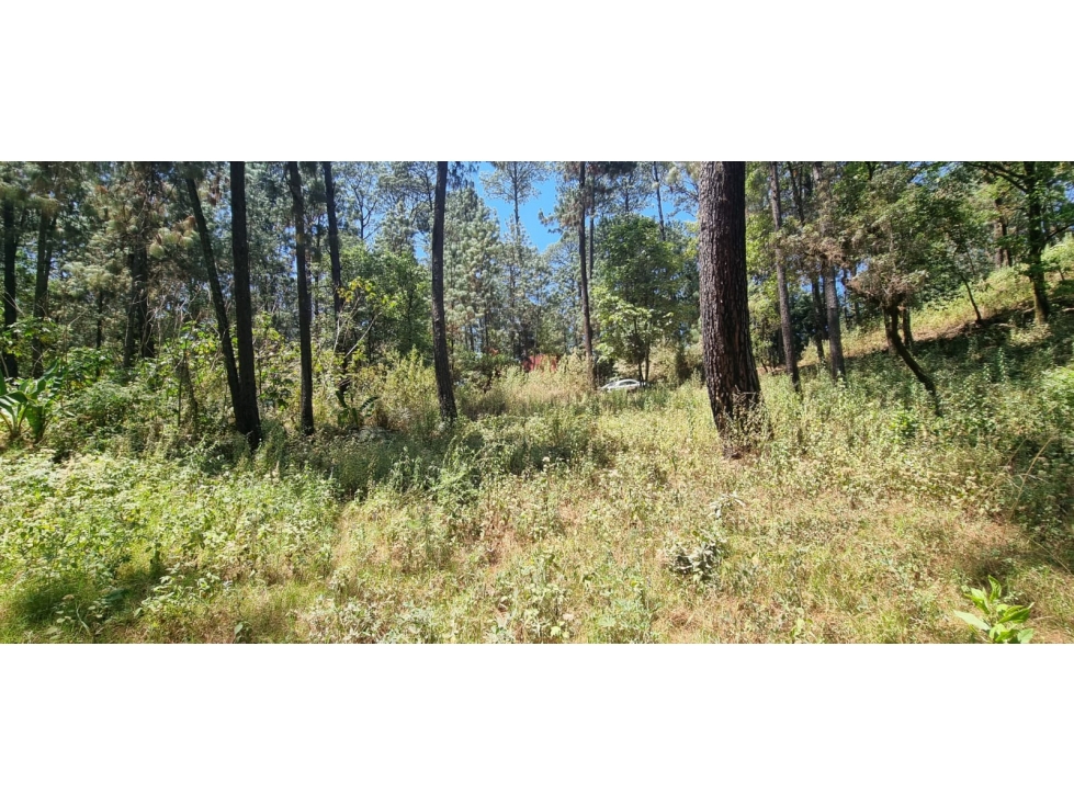 TERRENO CON ENTORNO DE BOSQUE EN VENTA. — foto 2