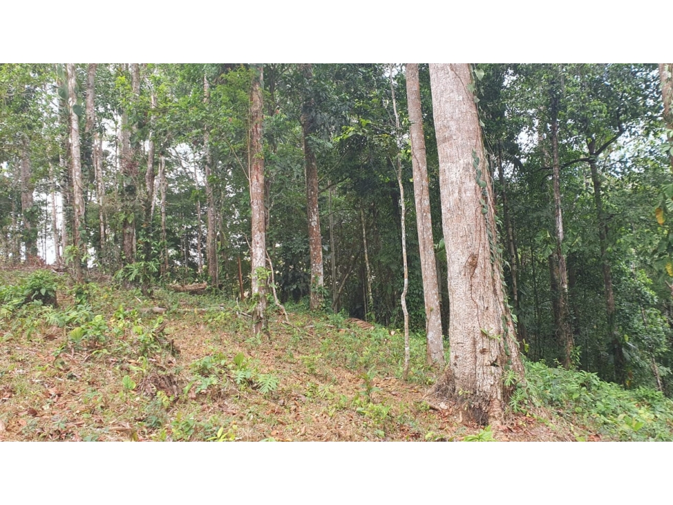 VENTA TERRENO CHEPO - 5