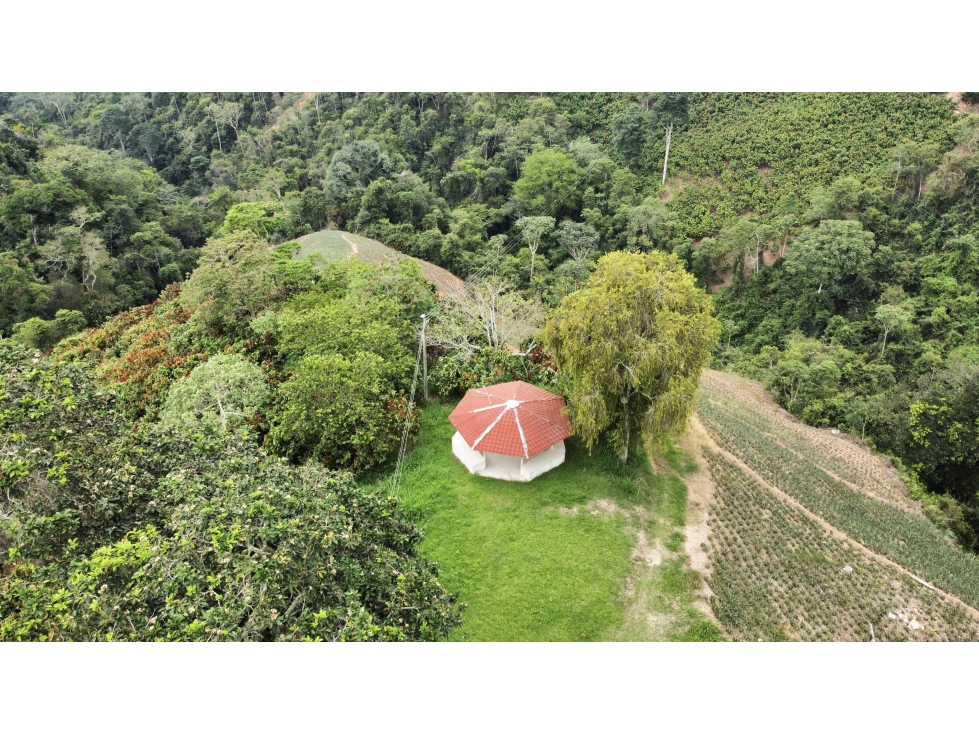 Finca sembrada en piña y cacao y con galpones para 20.000 gallinas - 5