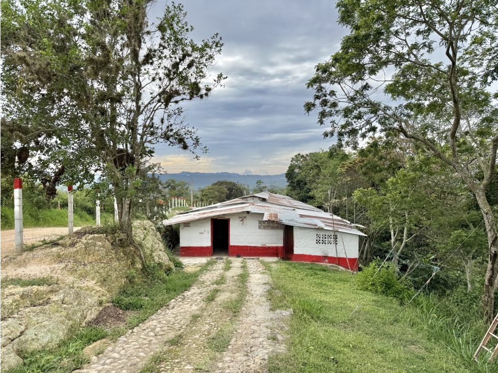 Finca sembrada en piña y cacao y con galpones para 20.000 gallinas - 3