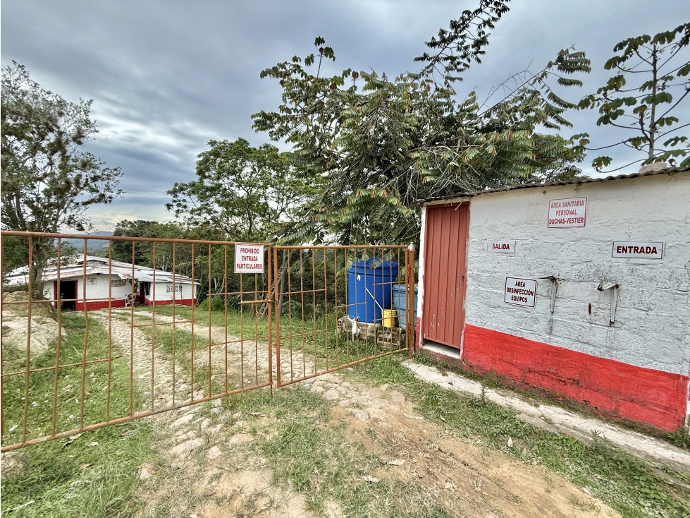 Finca sembrada en piña y cacao y con galpones para 20.000 gallinas - 2