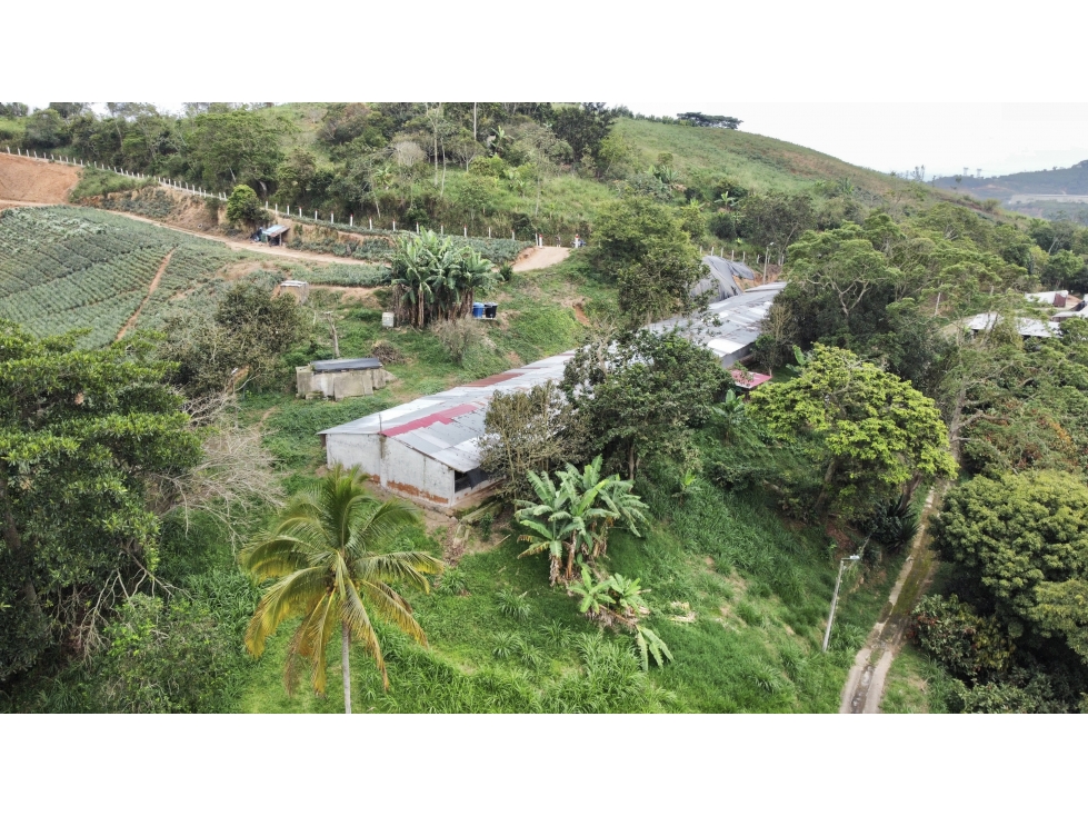 Finca sembrada en piña y cacao y con galpones para 20.000 gallinas - 6